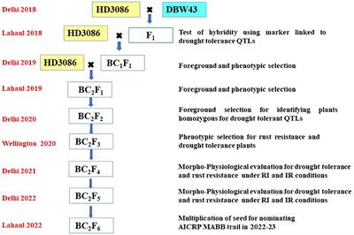 Marker-assisted selection for transfer of QTLs to a promising line for drought tolerance in wheat (Triticum aestivum L.)